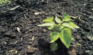 15 yılda 4 milyar fidan dikildi