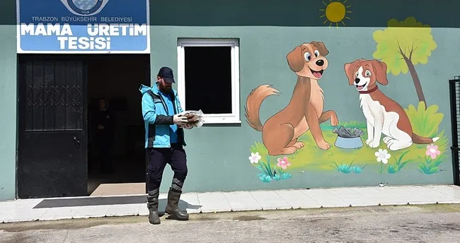Sahipsiz hayvanlar yalnız değil