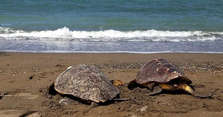 Tarım ve Orman Bakanlığı’ndan deniz kaplumbağalarına koruma
