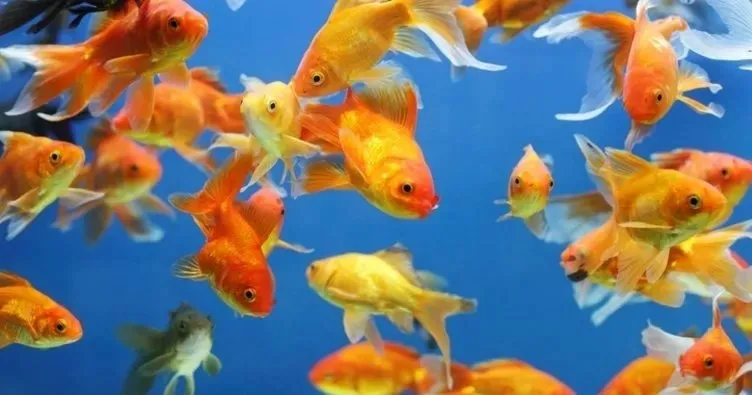 Japon Balığı Dipte Hareketsiz Duruyor, Neden Olabilir? Balık Neden Dibe Çöker?