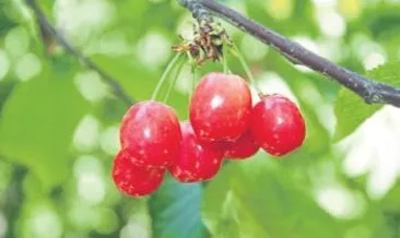 Alaşehir’de kiraz ihracatı başlıyor