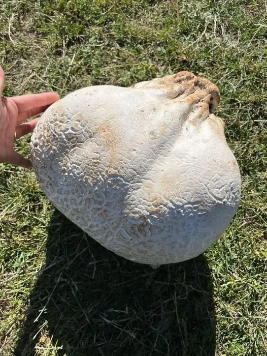 Sivas’ta 1900 rakımlı arazide bulundu: Tam 15 kilo!