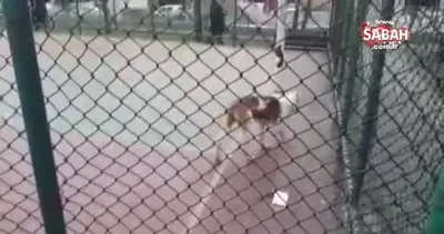 Yine pitbull dehşeti! Sultangazi’de basketbol oynayan iki çocuğa pitbull cinsi köpek saldırdı | Video