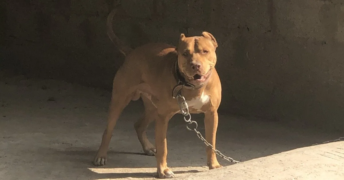 adana polisinden pitbull operasyonu son dakika haberler