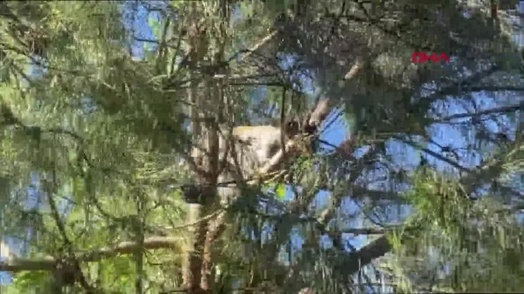 İstanbul Bağcılar'da maymun şaşkınlığı