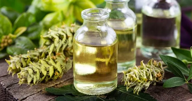 Adaçayı Yağının Faydaları Nelerdir? Adaçayı Yağı Ne İşe Yarar? - Sağlık Haberleri