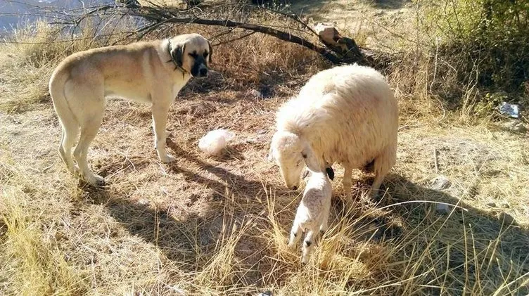 Kangal köpeği yeni doğan kuzunun başında bekleyip onu korudu