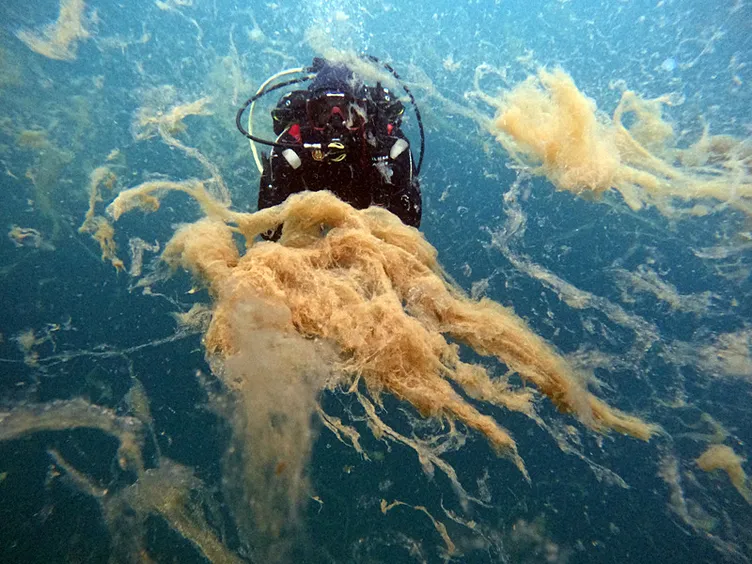 Marmara Denizi’nde korkutan görüntü: Hepsi insan boyutunda!