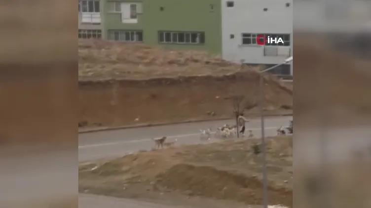 Ankara’da başıboş sokak köpeği dehşeti! Defalarca ısırdılar: 2-3 dakika geçseydi...