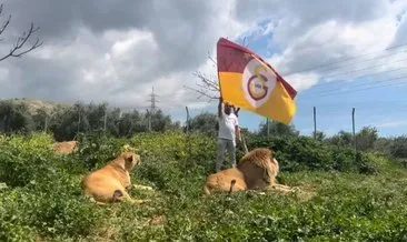 Galatasaray’ın şampiyonluğunu beslediği aslanlarıyla kutladı