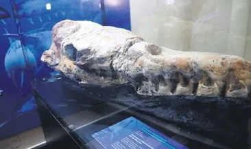 Deniz canavarının fosili çölde bulundu