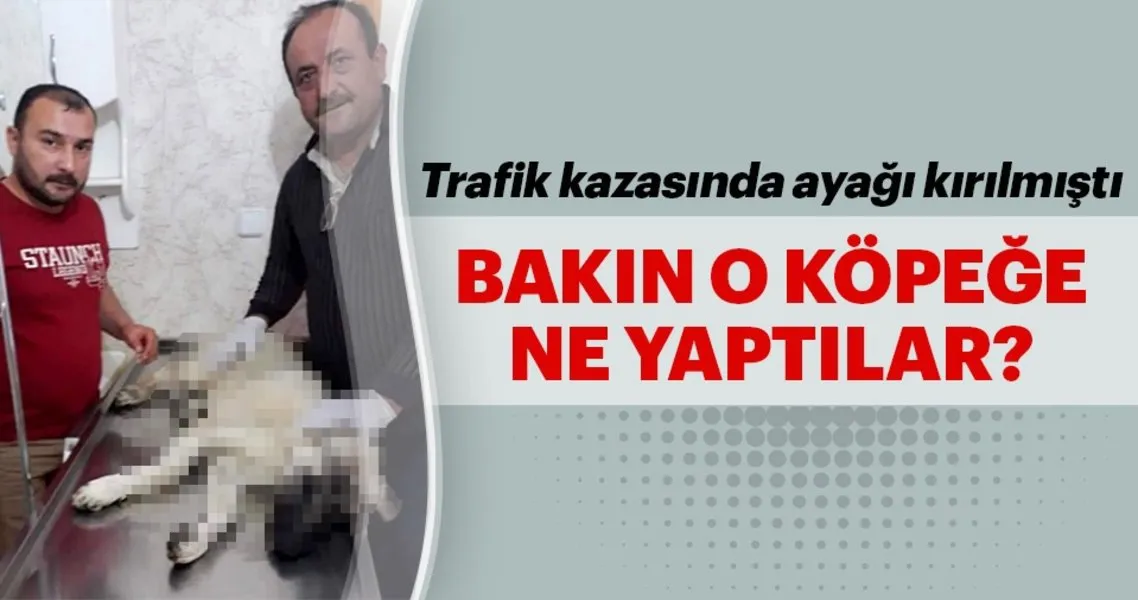 Bacagi Kirilan Kopek Tedavi Edildi Son Dakika Yasam Haberleri Bacagi Kirilan Kopek Tedavi Edildi Son Dakika Yasam Haberleri