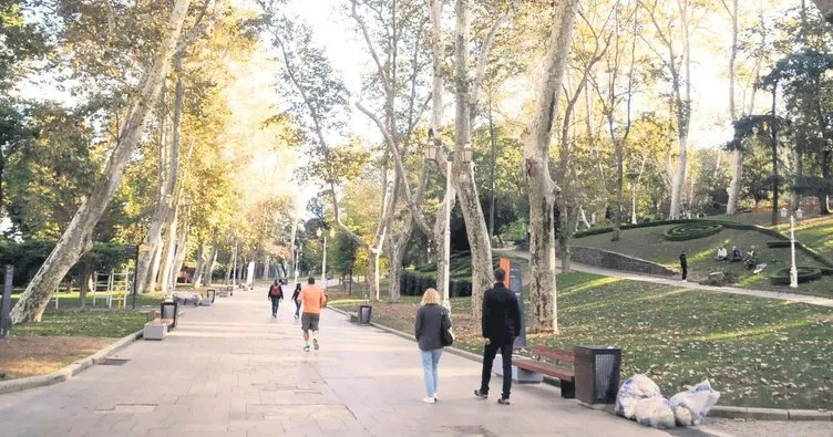 Asırlık ağaçları yok ediyorlar