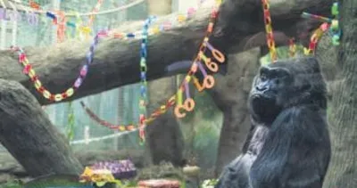 Dünyanın en yaşlı gorili