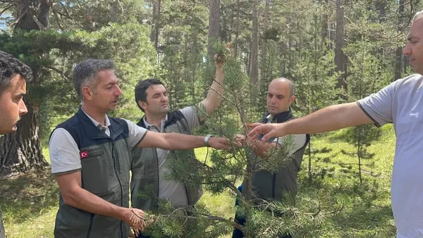 golede-doludan-zarar-goren-saricam-ormanlari-yenileniyor-1786551043326.jpg