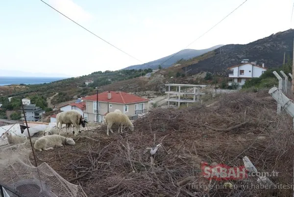 Marmara Adası'ndaki yangının boyutu gün ağarınca ortaya çıktı