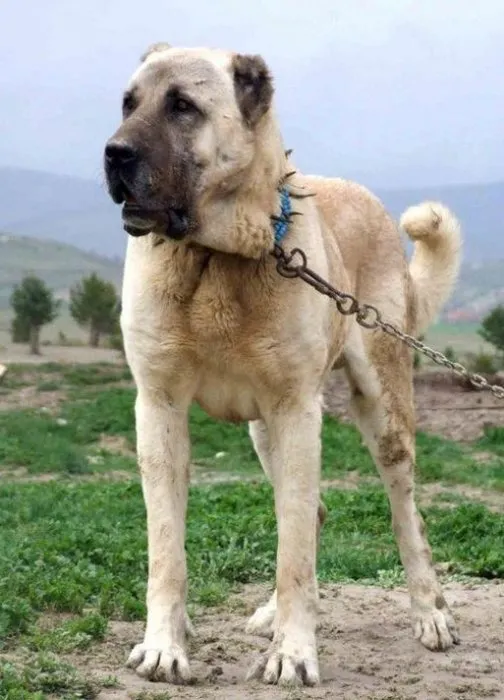 Kangal köpekleri, sınır karakollarında görev alacak