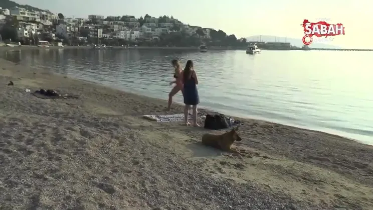 Aralık ayında tek başına denizin keyfini çıkardı | Video