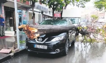 Şiddetli rüzgâr ağacı devirdi