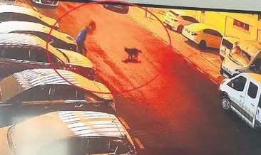 Mamak’ta sokak köpekleri dehşeti