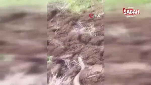 Bir ısırığı insanı öldürmeye yetiyor! Elazığ’da koca engerek yılanı görüntülendi | Video