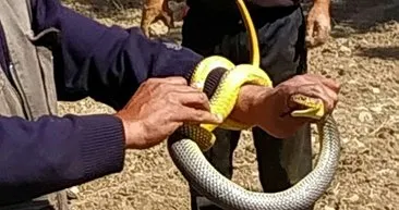 Eliyle yakaladığı 1.5 metre boyundaki yılanla oynadı