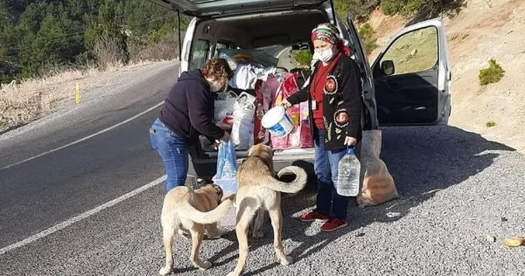 Hayvansever kadınlar iş başında