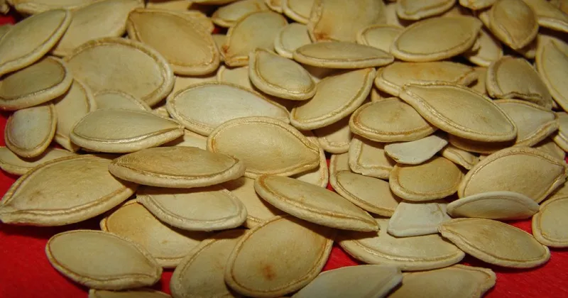 kabak cekirdegi gaz yapar