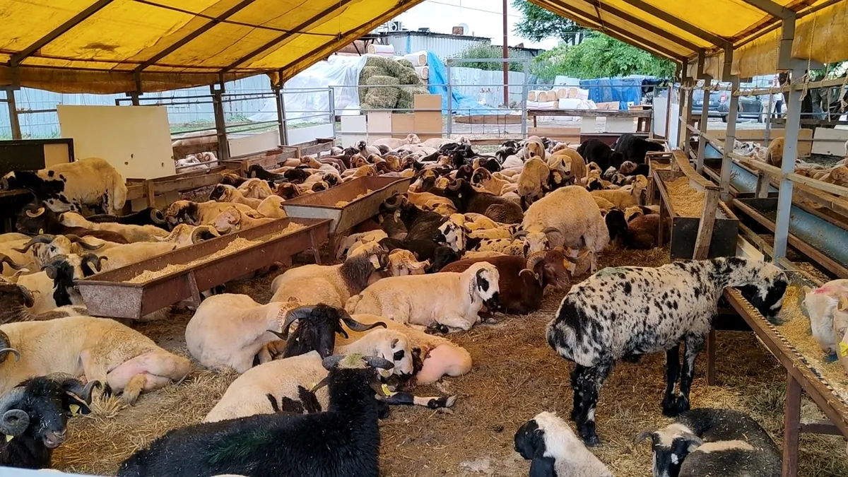 Kurbanlık satışlarında artış var: Çobançeşme Kurban Pazarında kurbanlıkların yüzde 80’i satıldı Kurbanlık satışlarında artış var: Çobançeşme Kurban Pazarında kurbanlıkların yüzde 80’i satıldı