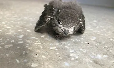 Yaralı Ebabil Kuşu tedavi altına alındı