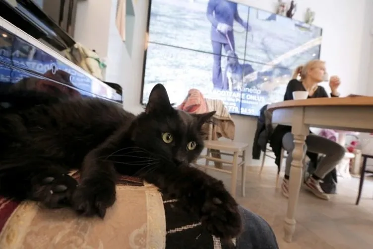 Kedilere özel kafe