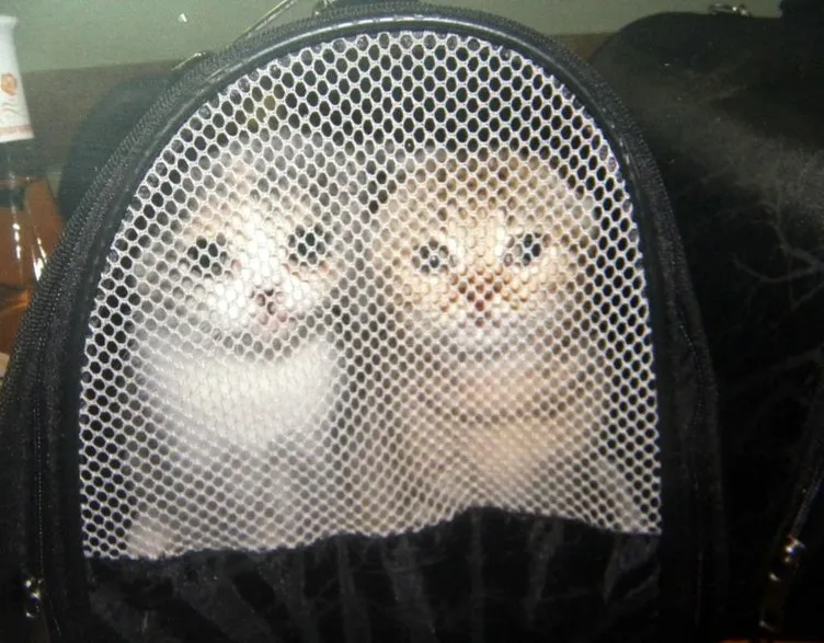 Gümrükten ihale ile kedi satışı Sayfa 1 FotoHaber Yaşam 11
