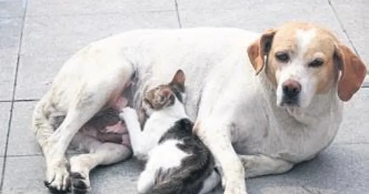 Edremit’te sokak köpeği yavru kediyi sahiplendi