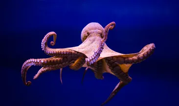 Harry Potter’ın görünmezlik pelerini gerçek mi oluyor? Bilim dünyasını sarsan buluş!