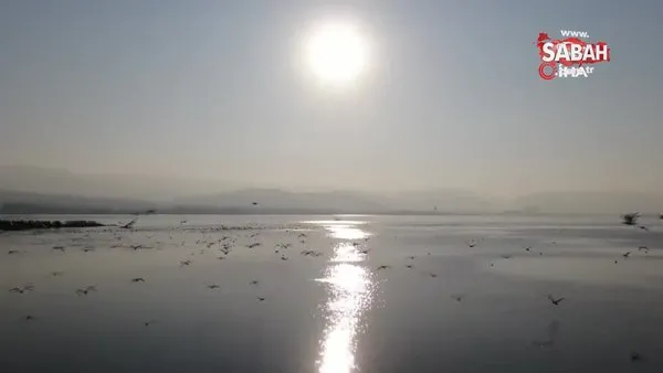 Kuşların akınına uğrayan İzmit Körfezi’nde kartpostallık görüntüler | Video