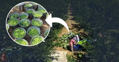 Türkiye’de sadece o ilde yetişiyor! Yeşil altın fiyatı 100 lira...