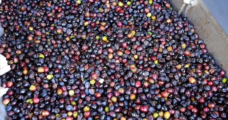 Türkiye’nin sofralık zeytin ihracatı 184,5 milyon doları buldu