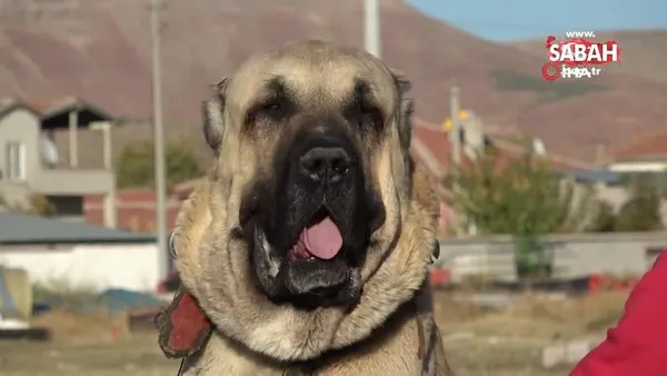 Aksaray Malaklı köpeği dünyaya açıldı | Video