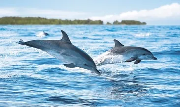 Yunuslar kimyasallardan kaçamıyor