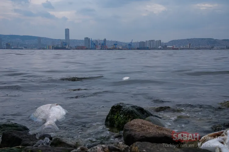 İzmir Körfezi’ndeki kötü koku ve balık ölümleri bitmiyor: Denizin rengi kahverengiye döndü