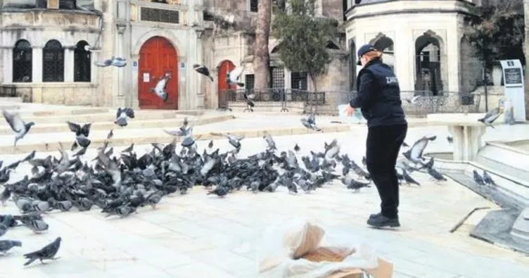Eyüpsultan güvercinlerinin yemi Antalya’dan