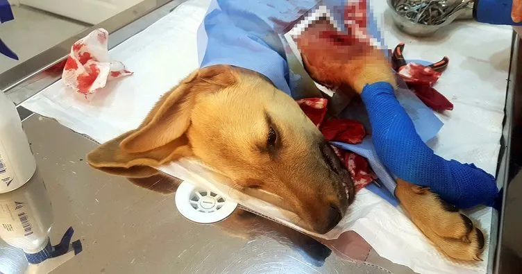 Bacağı kırık köpeğe 1,5 saatlik ameliyat