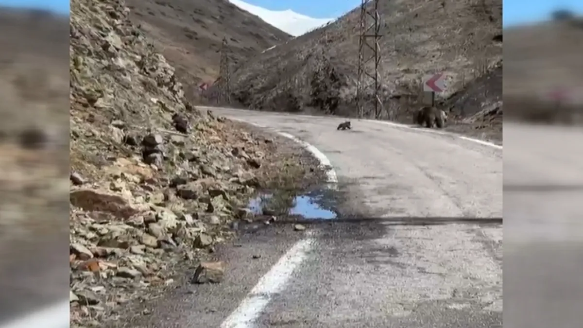 Anne ayı ve yavruları yolda görüntülendi