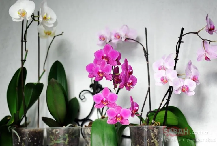 Evde orkide bakmanın püf noktaları