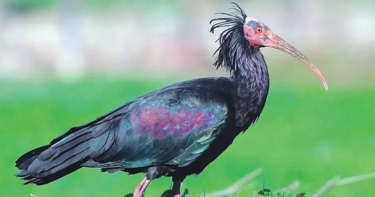 Endemik türlere devlet kalkanı