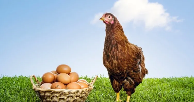 Rüyada tavuk görmek ne anlama gelir? Rüyada tavuk yemek hakkında yorum
