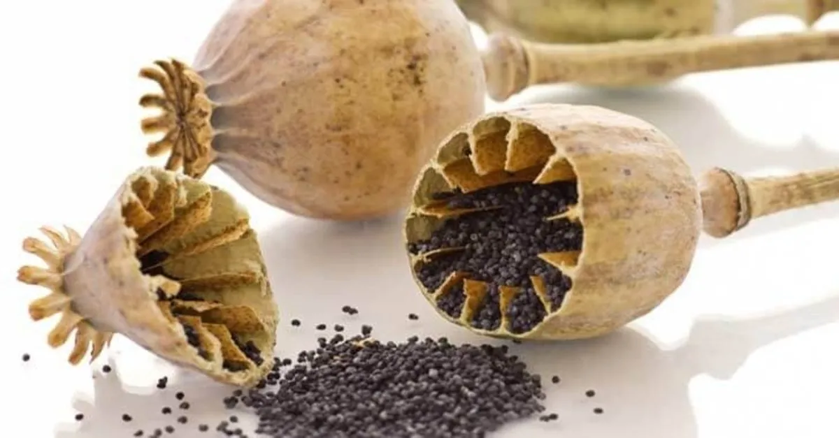 hashasin faydalari nelerdir neye iyi gelir hashas zayiflatir mi saglik haberleri