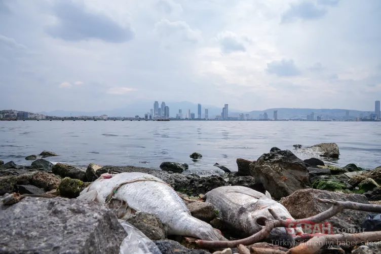 İzmir Körfezi’ndeki kötü koku ve balık ölümleri bitmiyor: Denizin rengi kahverengiye döndü