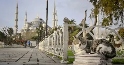 İstanbul Kedileri Dünyayı Büyüledi:  BBC World Kedi Şehri İstanbul’u Dünya Basınına Taşıdı!