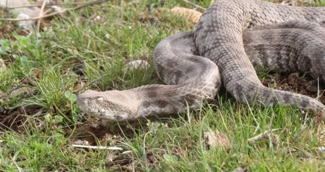 en zehirli tur olan koca engerek